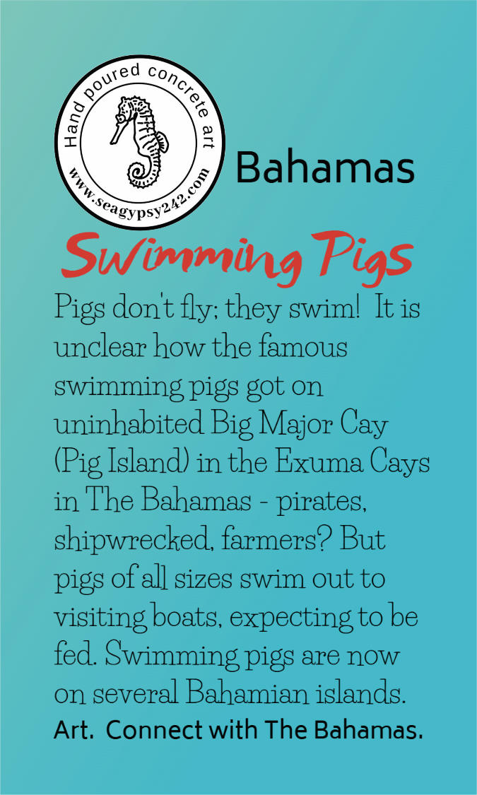 Bahamian swimming pigs story card